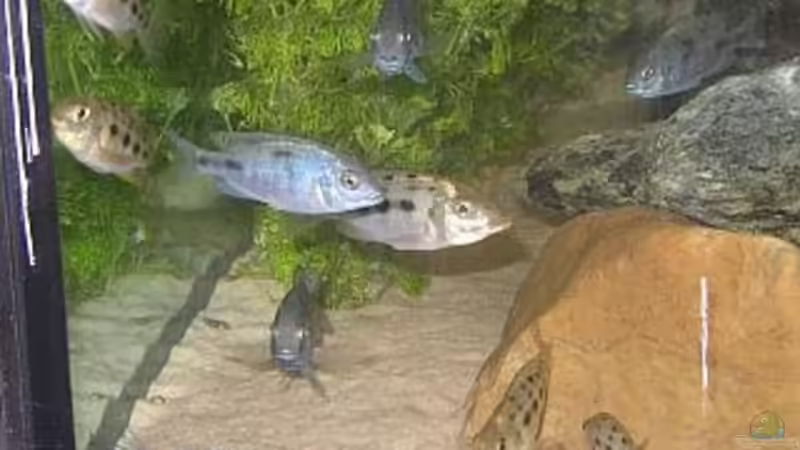 Besatz im Aquarium Becken 227 von Sabine Deiters (10)