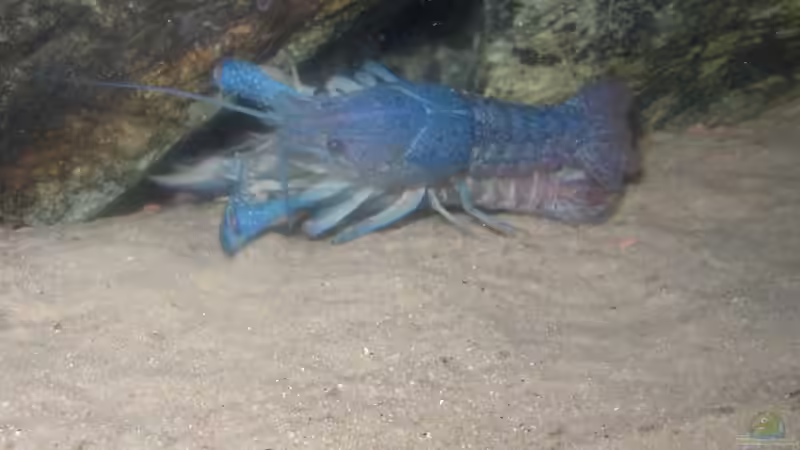 Besatz im Aquarium Becken 227 von Sabine Deiters (12)