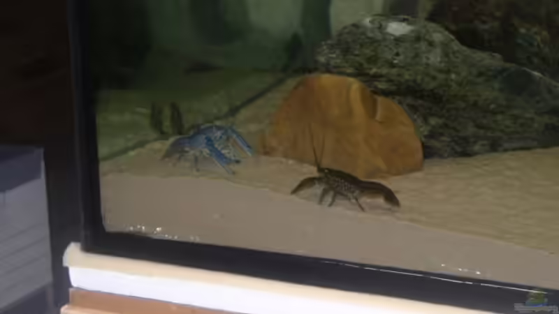 Besatz im Aquarium Becken 227 von Sabine Deiters (14)