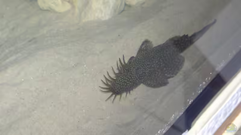 Besatz im Aquarium Becken 227 von Sabine Deiters (15)