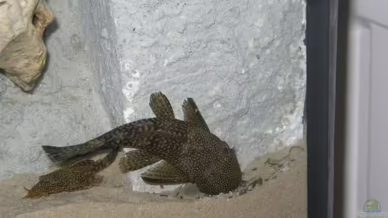 Besatz im Aquarium Becken 227 von Sabine Deiters (16)