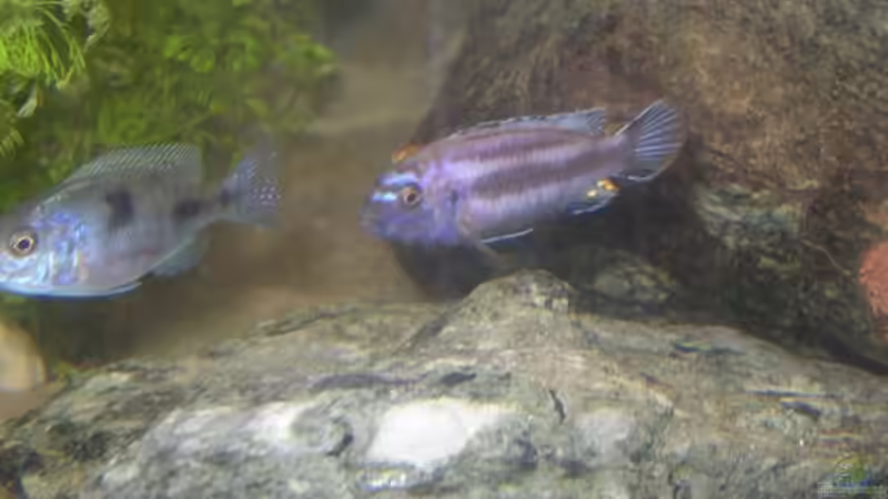 Besatz im Aquarium Becken 227 von Sabine Deiters (9)