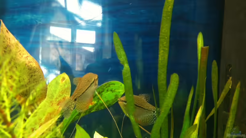 Besatz im Aquarium Becken 22703 von seegeist (10)