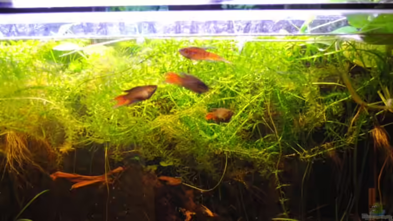 Besatz im Aquarium Becken 22788 Indischer Strassengraben von holzmichel (12)