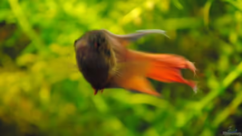 Besatz im Aquarium Becken 22788 Indischer Strassengraben von holzmichel (14)