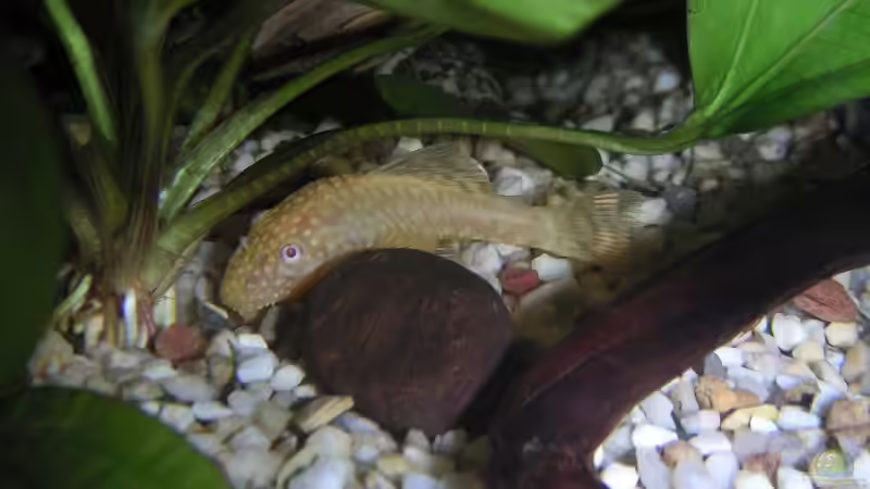 Besatz im Aquarium Becken 2286 von Sebastian Zunhammer (5)