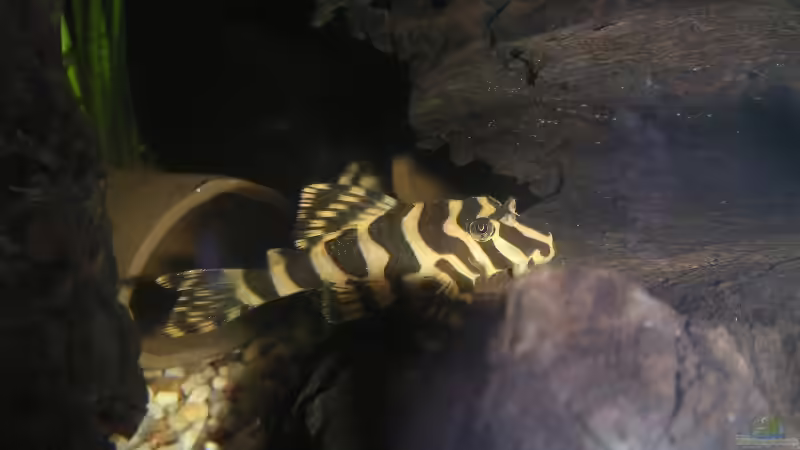 Besatz im Aquarium Becken 2286 von Sebastian Zunhammer (7)