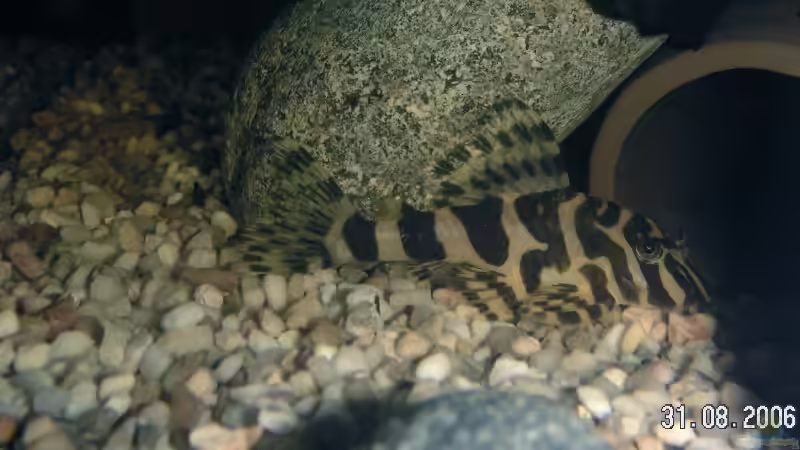 Besatz im Aquarium Becken 2286 von Sebastian Zunhammer (9)