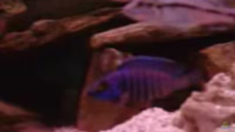 Besatz im Aquarium Becken 229 von Marc Brecht (10)