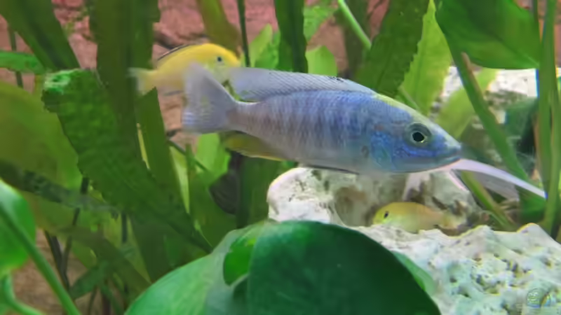 Besatz im Aquarium Becken 22922 von Andreas Novak (23)