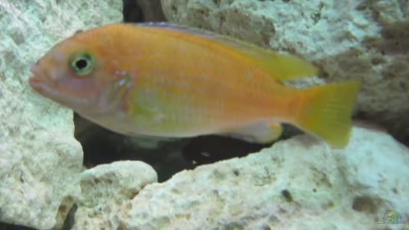 Besatz im Aquarium Becken 22922 von Andreas Novak (24)