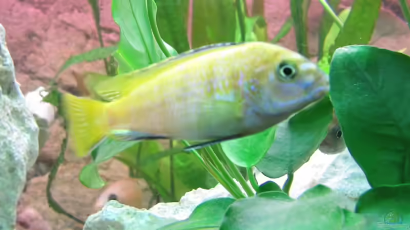 Besatz im Aquarium Becken 22922 von Andreas Novak (25)