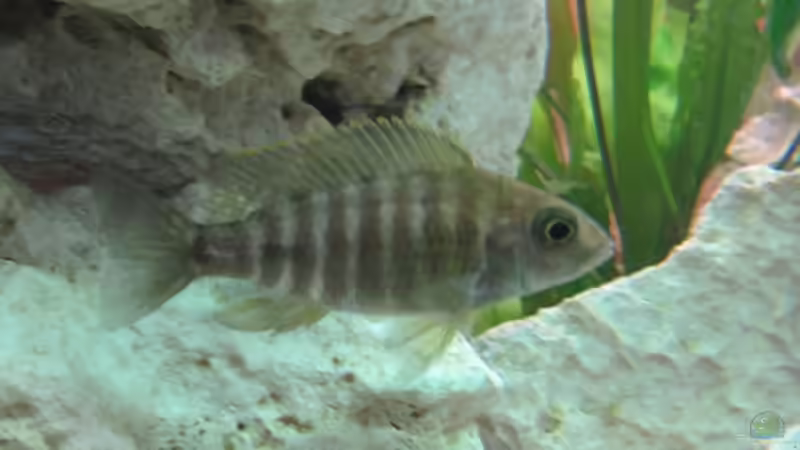 Besatz im Aquarium Becken 22922 von Andreas Novak (29)