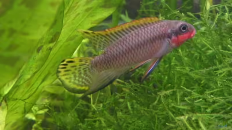 Besatz im Aquarium Becken 2297 von Claudia Knops (5)