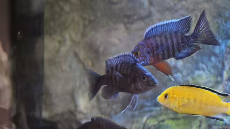 Besatz im Aquarium Becken 22990 STEHT ZUM VERKAUF !!! von ~MISCHA WILKEN~ (43)