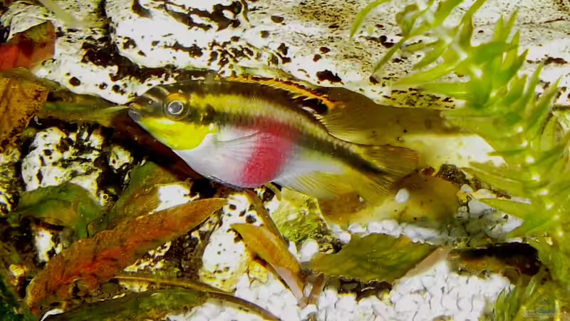 Besatz im Aquarium Becken 23019 von Fossybear (10)