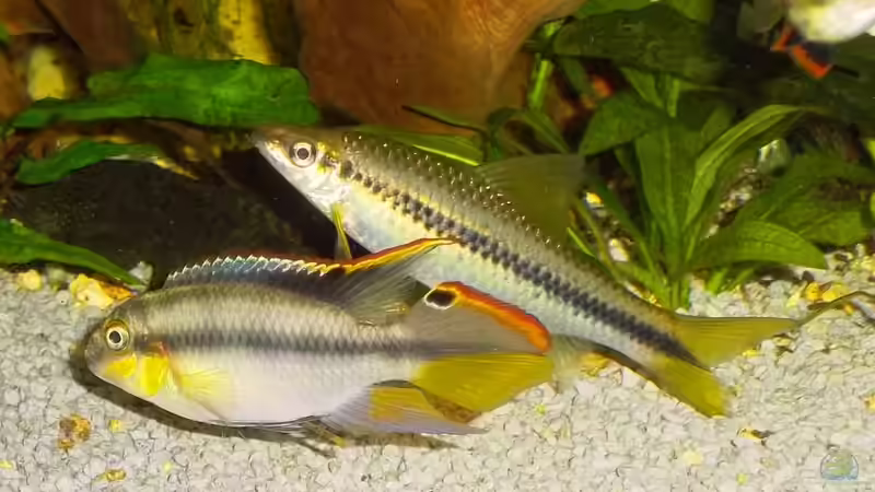 Besatz im Aquarium Becken 23019 von Fossybear (11)