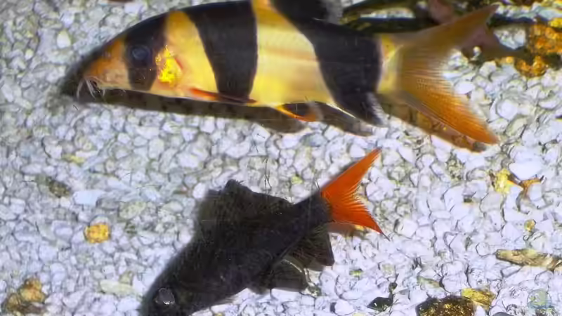 Besatz im Aquarium Becken 23019 von Fossybear (14)