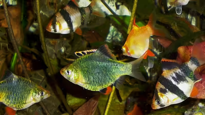 Besatz im Aquarium Becken 23019 von Fossybear (15)