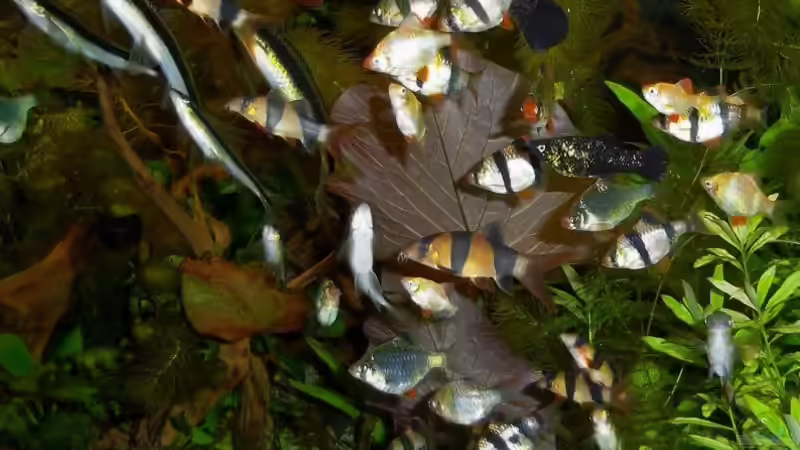 Besatz im Aquarium Becken 23019 von Fossybear (16)