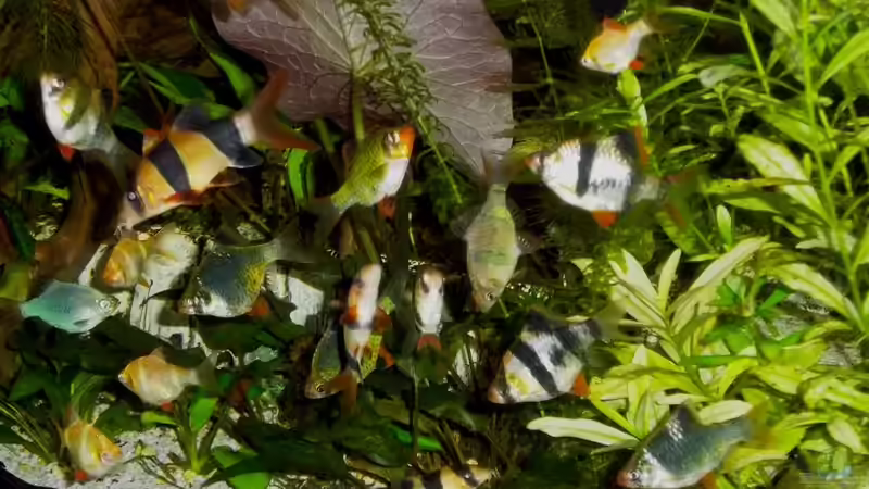 Besatz im Aquarium Becken 23019 von Fossybear (17)