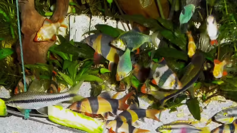 Besatz im Aquarium Becken 23019 von Fossybear (18)