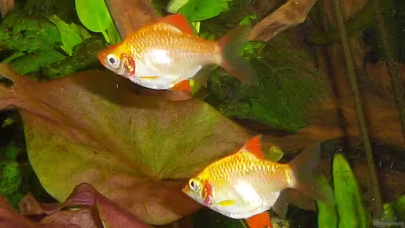 Besatz im Aquarium Becken 23019 von Fossybear (19)