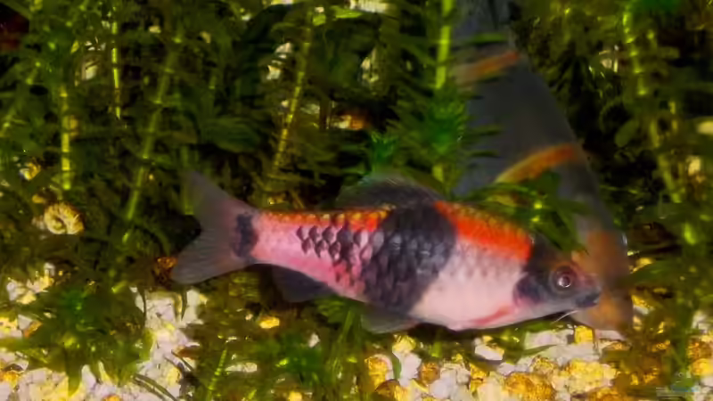 Besatz im Aquarium Becken 23019 von Fossybear (20)