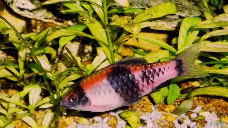 Besatz im Aquarium Becken 23019 von Fossybear (22)