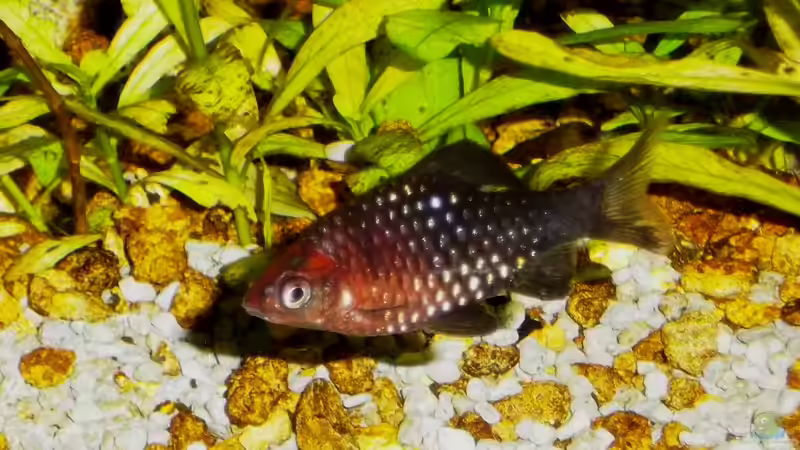 Besatz im Aquarium Becken 23019 von Fossybear (23)