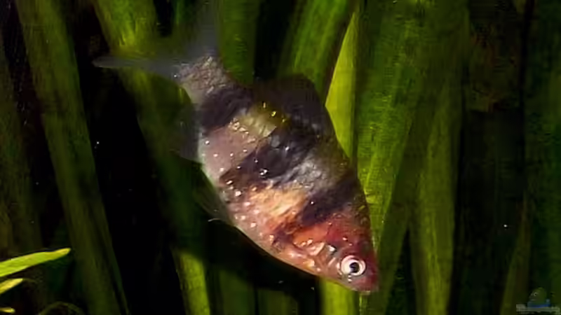 Besatz im Aquarium Becken 23019 von Fossybear (24)