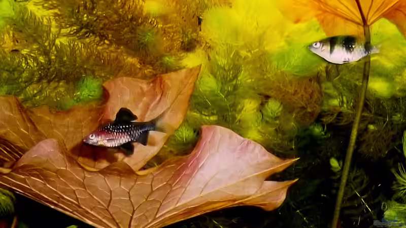 Besatz im Aquarium Becken 23019 von Fossybear (25)