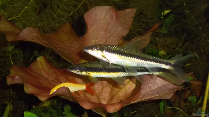 Besatz im Aquarium Becken 23019 von Fossybear (27)