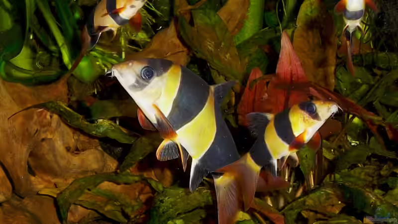 Besatz im Aquarium Becken 23019 von Fossybear (4)