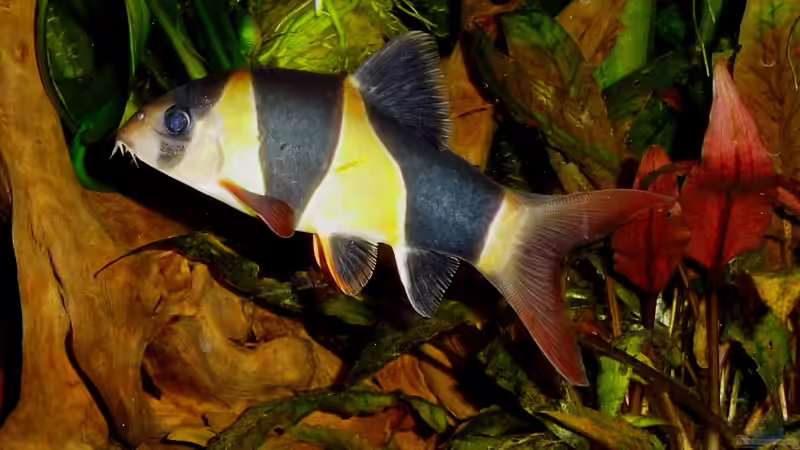 Besatz im Aquarium Becken 23019 von Fossybear (5)