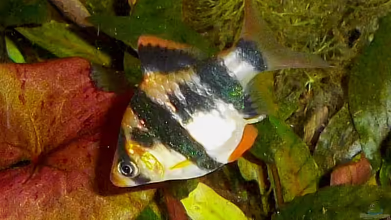 Besatz im Aquarium Becken 23019 von Fossybear (6)