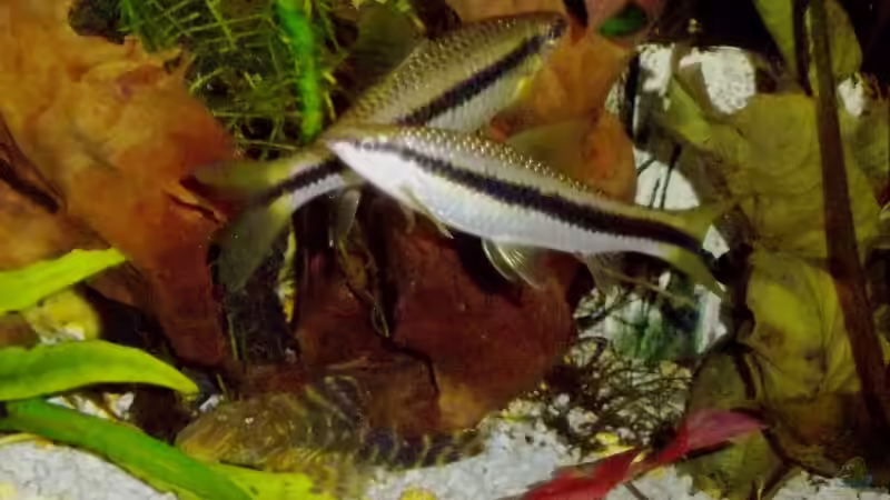 Besatz im Aquarium Becken 23019 von Fossybear (7)