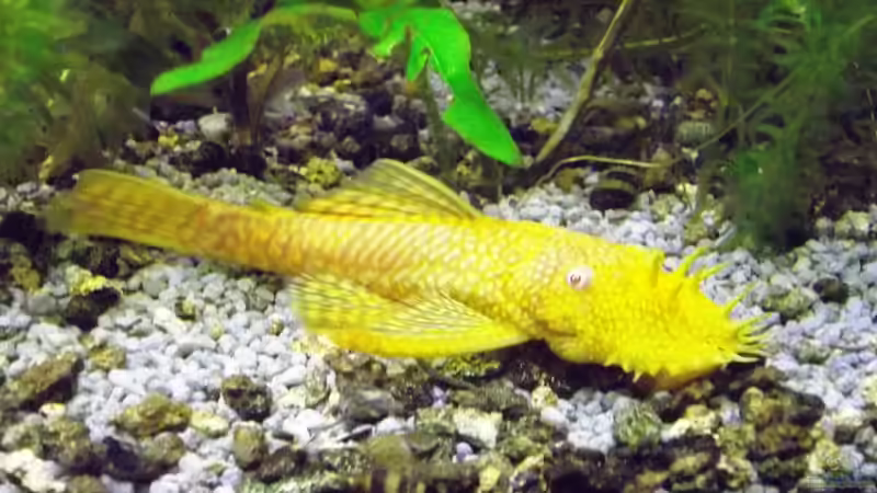 Besatz im Aquarium Becken 23019 von Fossybear (8)