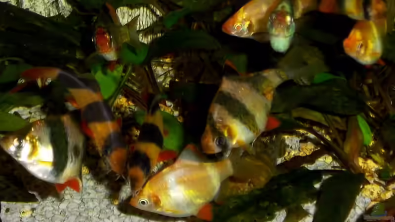 Besatz im Aquarium Becken 23019 von Fossybear (9)