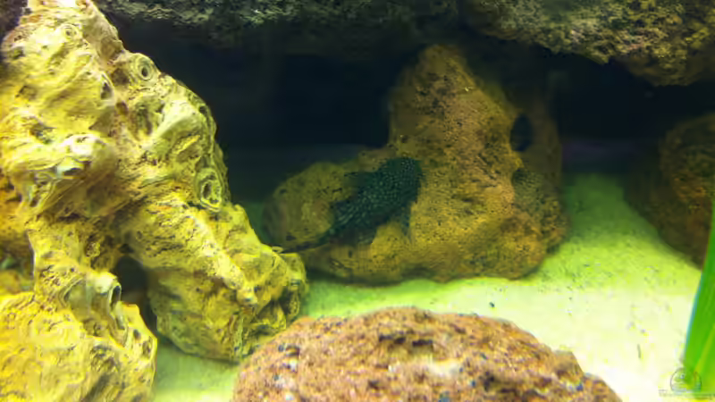 Besatz im Aquarium Becken 23037 von Patrick S. (10)