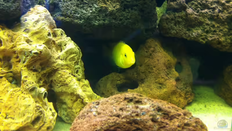 Besatz im Aquarium Becken 23037 von Patrick S. (13)