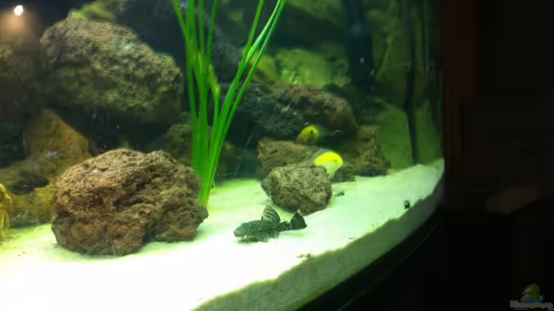 Besatz im Aquarium Becken 23037 von Patrick S. (14)
