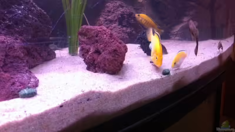 Besatz im Aquarium Becken 23037 von Patrick S. (15)