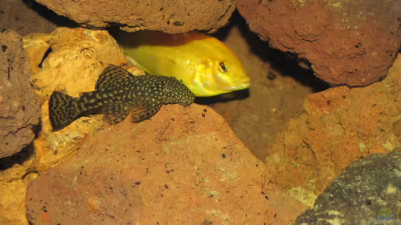 Besatz im Aquarium Becken 23037 von Patrick S. (16)