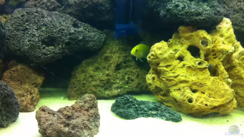 Besatz im Aquarium Becken 23037 von Patrick S. (9)