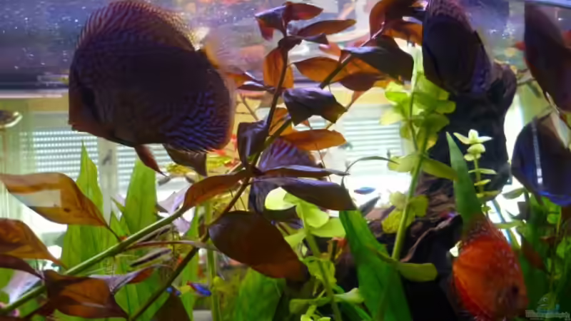 Besatz im Aquarium Becken 23059 von dirkvader71 (29)