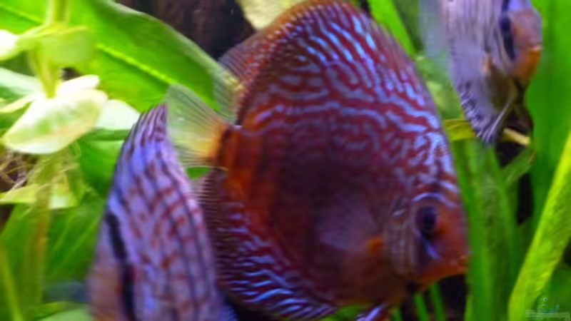 Besatz im Aquarium Becken 23059 von dirkvader71 (30)