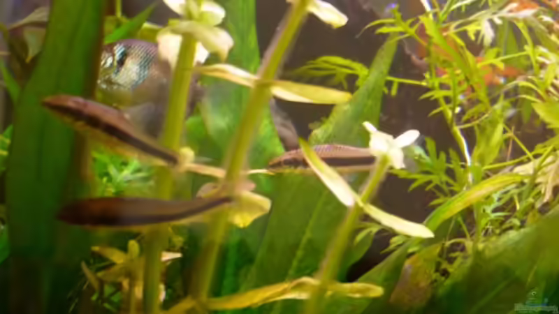 Besatz im Aquarium Becken 23059 von dirkvader71 (31)