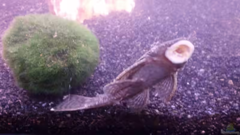 Besatz im Aquarium Becken 23118 von ElFluppe (3)