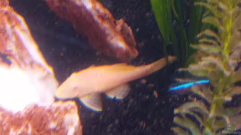 Besatz im Aquarium Becken 23118 von ElFluppe (4)